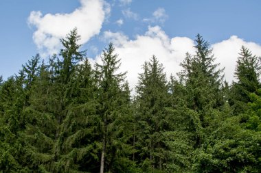 İlkbaharda ormandaki ağaçlar