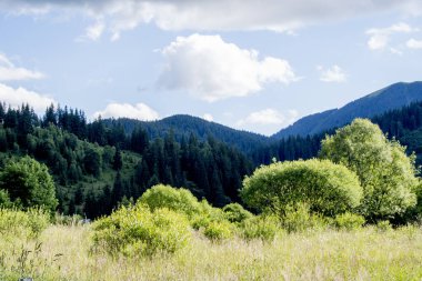 Karpatya ormanlarındaki güzel dağ manzarası