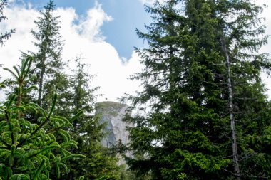 Bavyera 'da bir yaz gününde dağ ve orman
