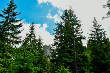 Dağlardaki yeşil orman