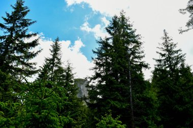 Güneşli bir günde yeşil orman