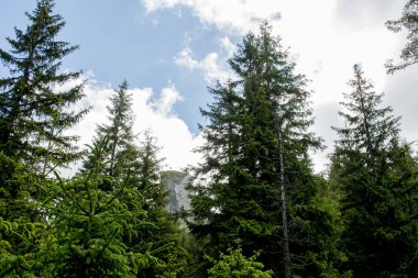 Arkaplanda yeşil yapraklı ve mavi gökyüzü olan ağaçlar