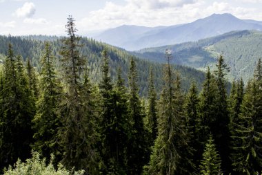 Karpatlar yaz dağlarında