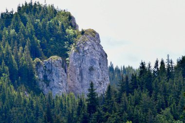 Dağların manzarası ve yeşil bir orman.