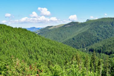 Güneşli bir günde yeşil dağ manzarası