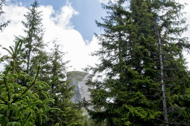 Ormanda güzel bir ağaç görüntüsü.