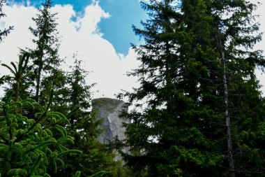 Bulutlu gökyüzünün altındaki bir dağ ormanının güzel bir görüntüsü - arka plan için mükemmel.