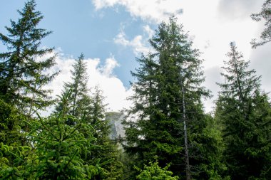 Gökyüzünde beyaz bulutlar olan yeşil köknar ağacı