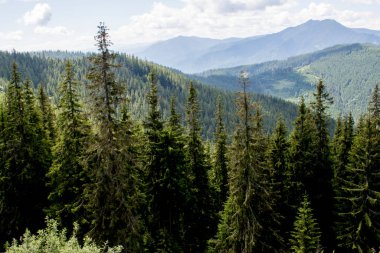 Güzel dağ ormanı manzarası