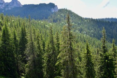 Dağın güzel doğası.