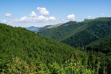 Karpatlar için güzel bir yaz manzarası. dağlar ve ağaçlar.