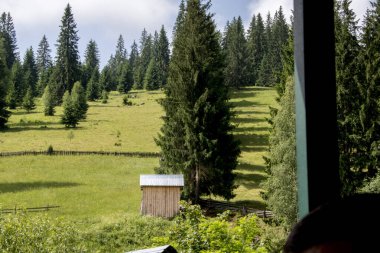 Ormanda yeşil çimenler ve ağaçlar, doğa.