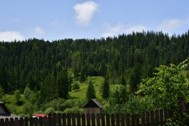 Bir tepe üzerinde yeşil ağaçlar