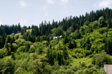 Tepedeki bir dağ ormanının güzel manzarası.