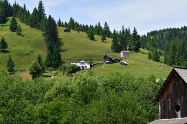Karpatlar 'daki dağ manzarası. Dağlarda yaz
