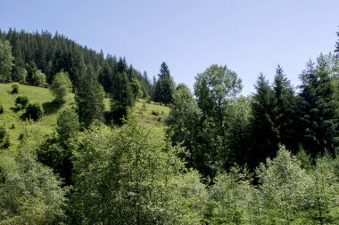 yeşil orman ve dağ manzarası