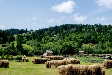 Karpat Dağları. Ukrayna. Yazın dağlarda. Doğa ve dağlar.
