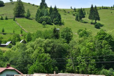 Güneşli bir günde yeşil tepeler ve ağaçlar