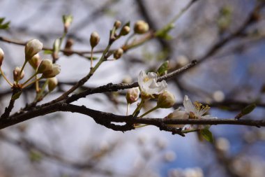Bahçede bahar çiçekleri.