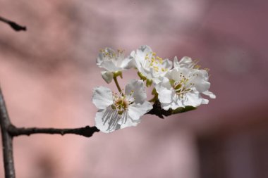 cherry blossoms in korea