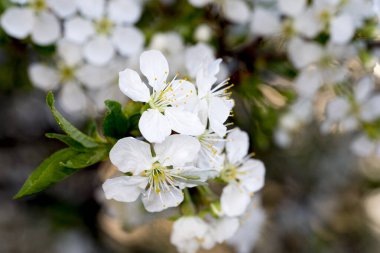 Bahçede beyaz çiçekler
