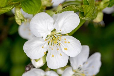 Bahçede beyaz çiçekler