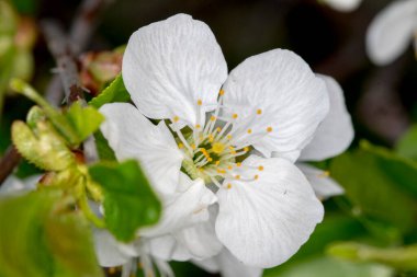Bahçede güzel beyaz elma çiçeği.