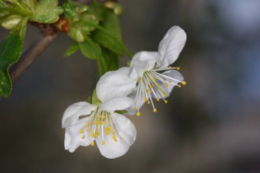 Bahçedeki güzel çiçekler