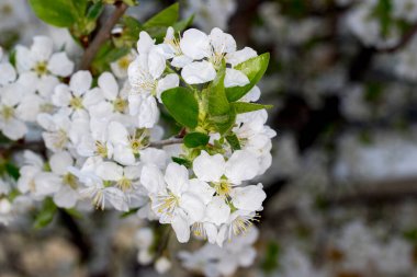 Bahar çiçekleri, kiraz ağacı dalları