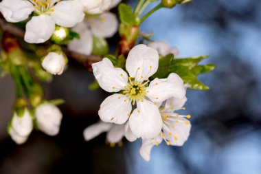 Yaklaş - güzel çiçek açan kiraz ağacının manzarası