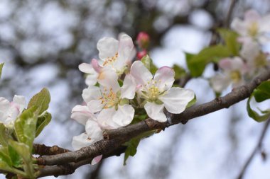 Bahçedeki güzel çiçekler