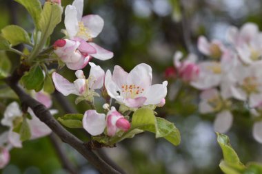Bahçedeki güzel çiçekler