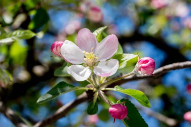 Beyaz çiçekli elma ağacını kapat.