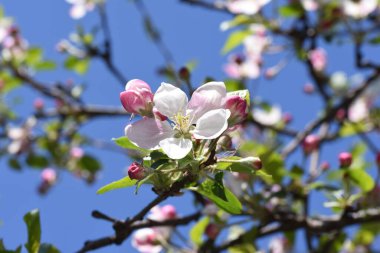 Elma ağacı çiçeği. Yaklaş.