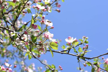 Bahçedeki güzel pembe çiçekler