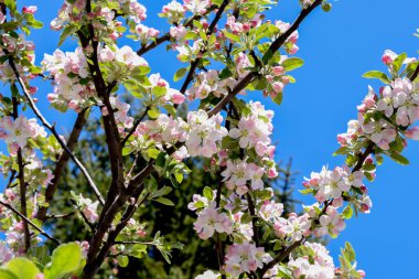 İlkbaharda kiraz ağacının güzel çiçekleri