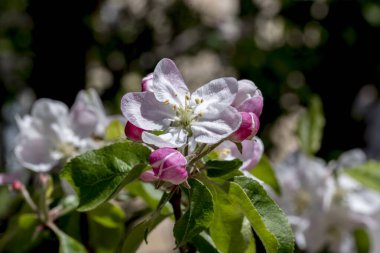 Elma ağacı çiçekleri, ilkbaharda elma ağaçlarının yakın görüntüsü.