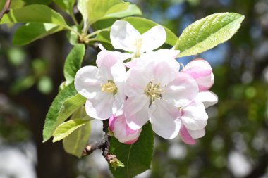 Bahçedeki güzel çiçekler