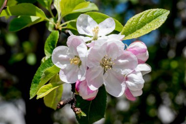 İlkbaharda elma çiçeği. güzel doğa.