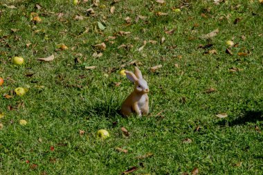 Bahçede küçük bir sincap
