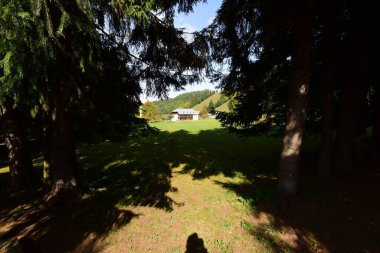 Ormanın güzel manzarası