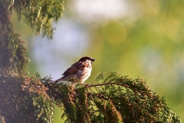 Bir dalda serçe. görünümü kapat.
