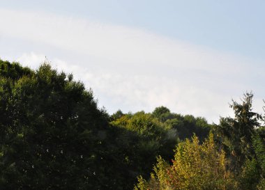                                Dağlardaki güzel orman