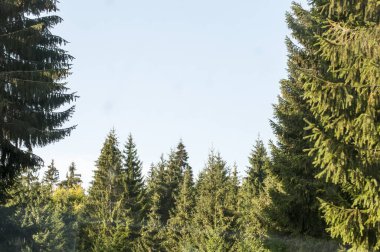                                Dağlardaki güzel orman