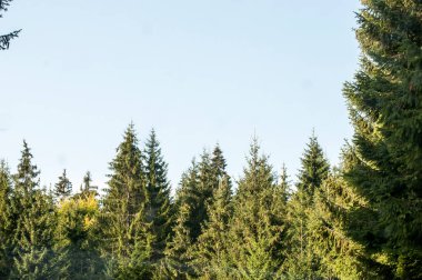                                Dağlardaki güzel orman