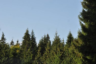                                Dağlardaki güzel orman