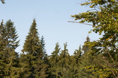                                Dağlardaki güzel orman