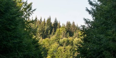                                Dağlardaki güzel orman