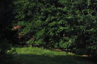                                Dağlardaki güzel orman