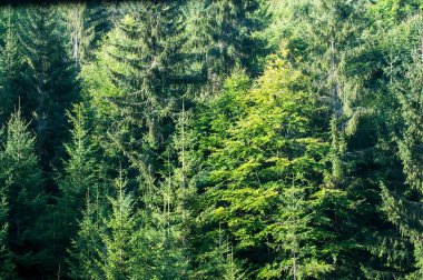                                Dağlardaki güzel orman